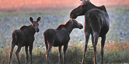 Moose Tours from Adventure Photography - Great Things To Do